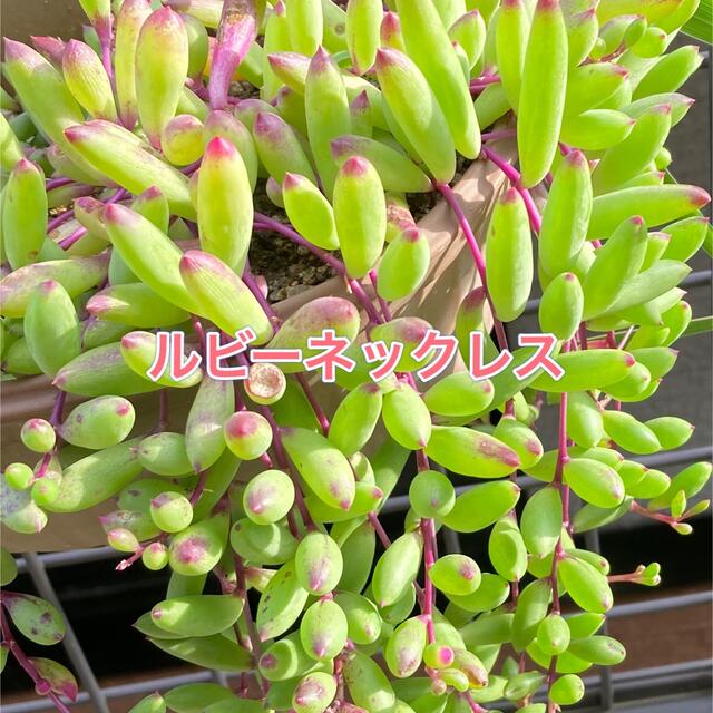 多肉植物 ＊ネックレス系5種類セット＊ カット苗