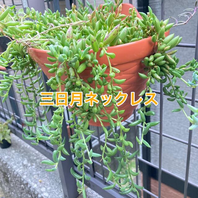 多肉植物 ＊ネックレス系5種類セット＊ カット苗