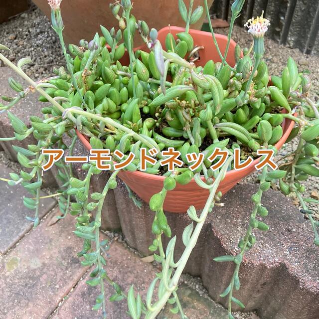 多肉植物 ＊ネックレス系5種類セット＊ カット苗