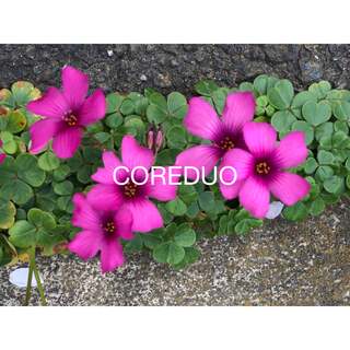 COREDUO(デスクトップ型PC)