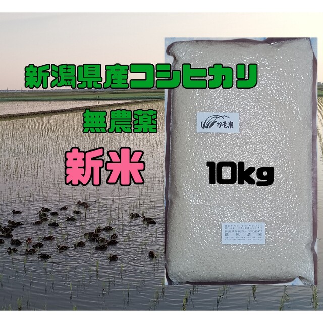 無農薬米新潟県産コシヒカリ10k 米/穀物