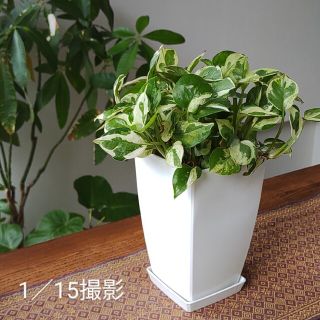 観葉植物🍀ポトス(鉢付き)(その他)