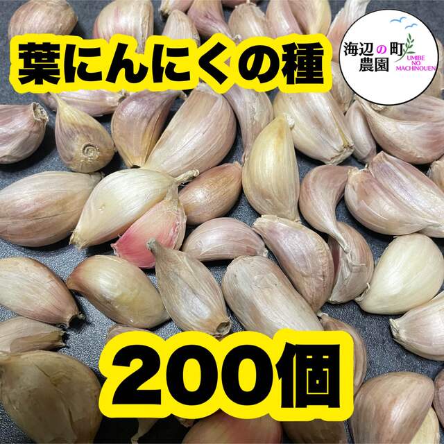 高知県産　葉にんにくの種　ホワイト六片種　バラ200個　即購入OKです。 食品/飲料/酒の食品(野菜)の商品写真