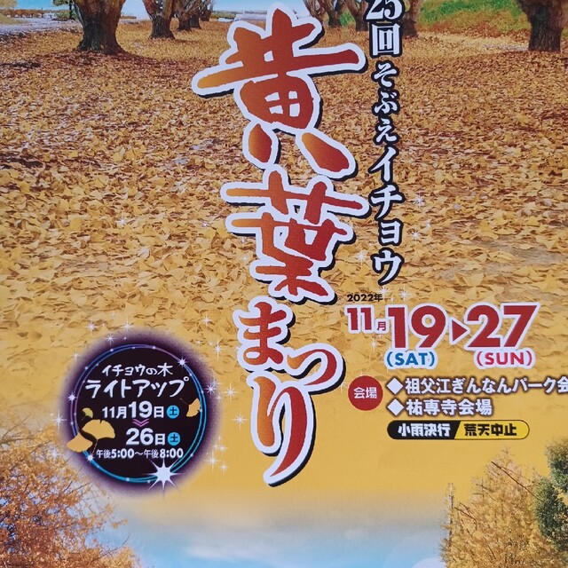 しんいち様専用　稲沢市祖父江町産　M 藤九郎銀杏　ぎんなん　8キロ以上 食品/飲料/酒の食品(野菜)の商品写真