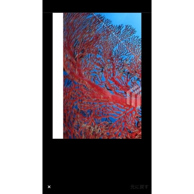 SV天然珊瑚ピアス　10mmup レディースのアクセサリー(ピアス)の商品写真