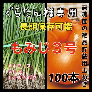 玉ねぎ苗　もみじ3号　300本入(野菜)