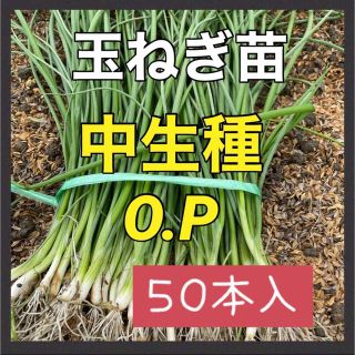 玉ねぎ苗　OP５０本入(野菜)