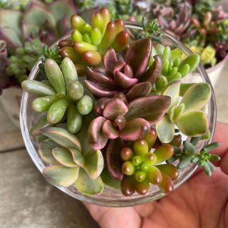 多肉植物☆43種類カット苗詰め合わせています☆ centrorenovo.com.br