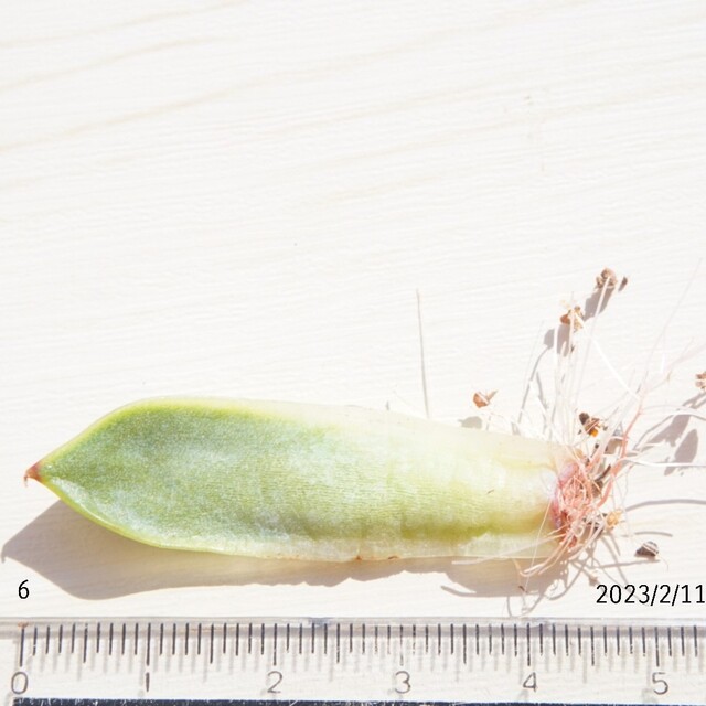 苺恋 ( いちご ) 葉挿し ⑥ 発根済み 多肉植物 レア 高額品種 苺恋 ( いちご ) 葉挿し ⑥ 発根済み 多肉植物 レア 高額品種