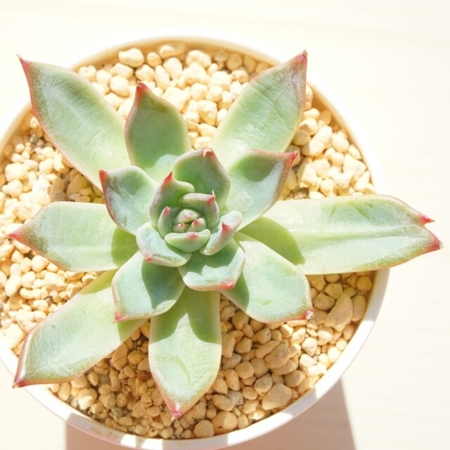 苺恋 ( いちご ) 葉挿し ⑥ 発根済み 多肉植物 レア 高額品種 苺恋 ( いちご ) 葉挿し ⑥ 発根済み 多肉植物 レア 高額品種