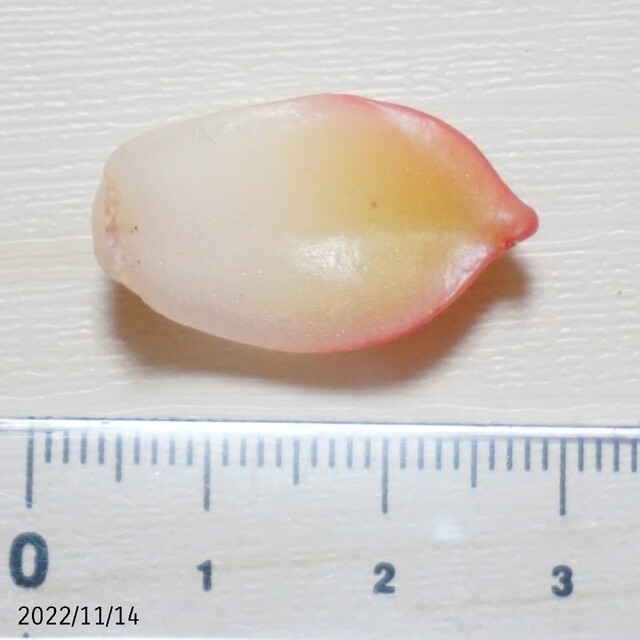 【追跡付き】胡桃 葉挿し ② 未発芽未発根 多肉植物 韓国苗 レア 希少