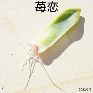 苺恋 ( いちご ) 葉挿し ⑦ 発根済み！多肉植物 レア 高額品種(プランター)