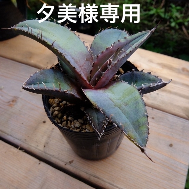 Agave Titanota 陽炎強棘☆★ アガベ　チタノタ　陽炎強棘