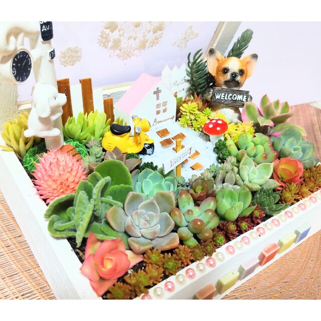 多肉植物の寄せ植え♡ナチュラルガーデン♡コレクションBOX♡そのまま飾れる