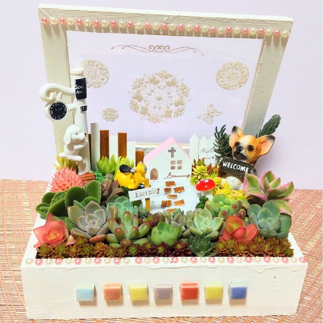 多肉植物の寄せ植え♡ナチュラルガーデン♡コレクションBOX♡そのまま