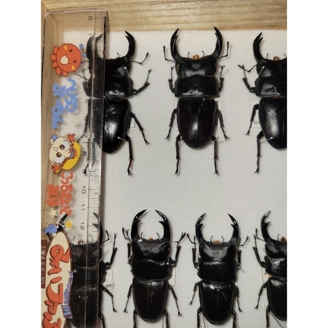 オオクワガタ 標本 昆虫の通販 by Ken's shop|ラクマ オオクワガタ 標本 昆虫の通販 by Ken's shop|ラクマ