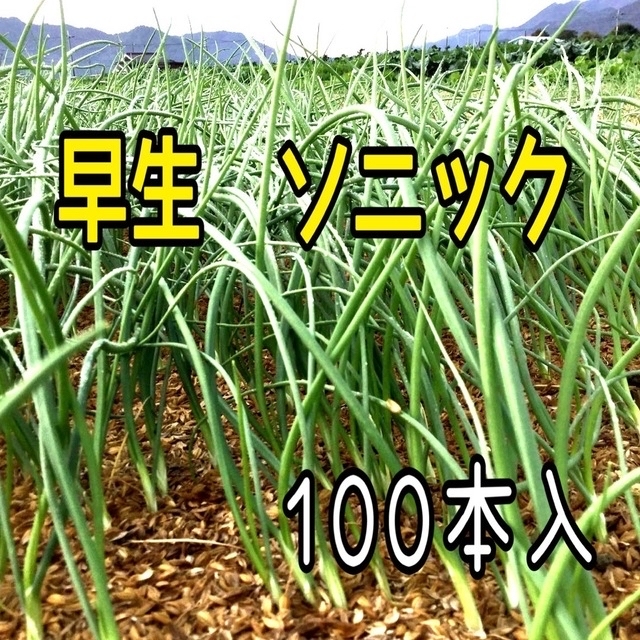 玉ねぎ苗　早生ソニック　100本入 食品/飲料/酒の食品(野菜)の商品写真