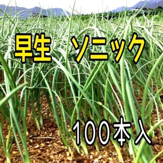 玉ねぎ苗　早生ソニック　100本入(野菜)