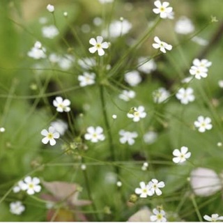 珍しいお花の種　アンドロサセ　スターダスト  100粒(その他)