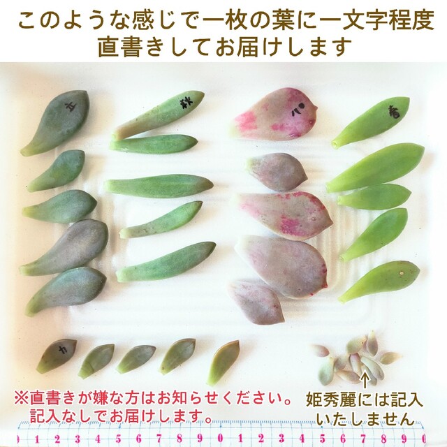 葉挿し　色々セット　多肉植物 ハンドメイドのフラワー/ガーデン(その他)の商品写真