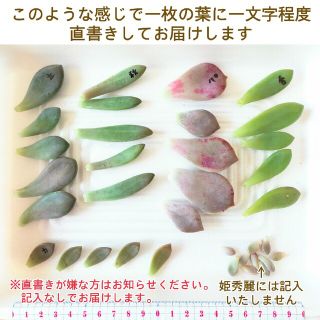 葉挿し　色々セット　多肉植物(その他)