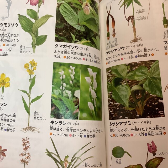 小学館の図鑑　NEO PICKET 植物　 エンタメ/ホビーの本(絵本/児童書)の商品写真