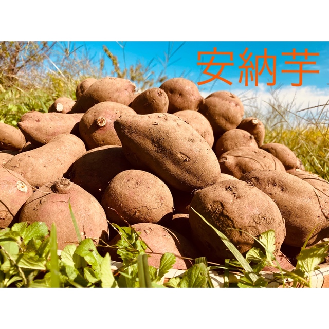安納芋セット　自然栽培(農薬・肥料を使っていません) 約5.3kg 食品/飲料/酒の食品(野菜)の商品写真