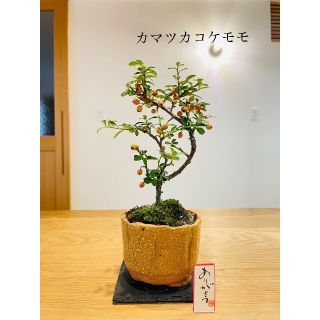 カマツカコケモモの苔盆栽　信楽焼(その他)