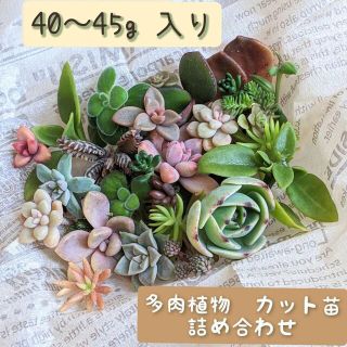 多肉植物　カット苗(その他)