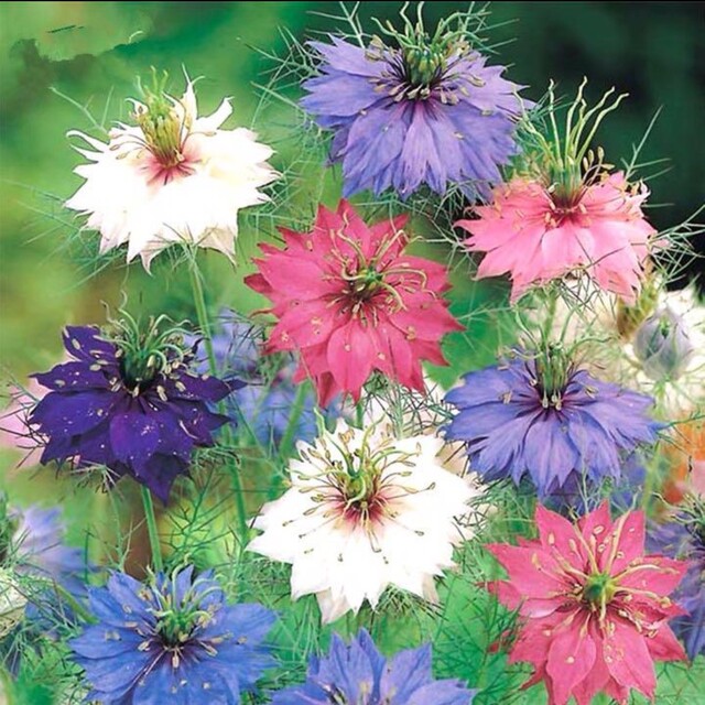 ニゲラの花色ミックスの種30粒 ハンドメイドのフラワー/ガーデン(プランター)の商品写真