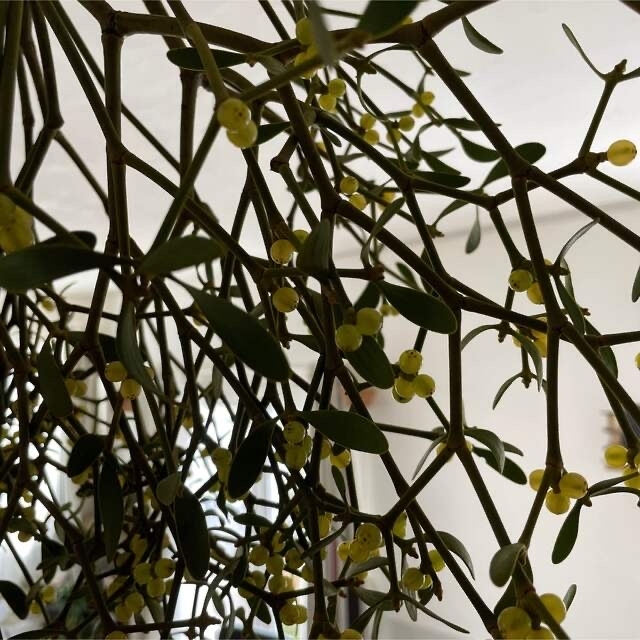 北海道ヤドリギ　宿木　珍重　フライングリース　メス ハンドメイドのフラワー/ガーデン(ドライフラワー)の商品写真