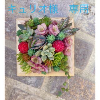 キュリオ様　専用★オーダー★寄せ植え★壁掛け★多肉植物(その他)