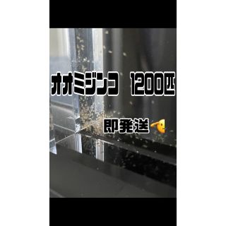 【オオミジンコ1200匹程】送料無料めだか金魚グッピーetc.(アクアリウム)