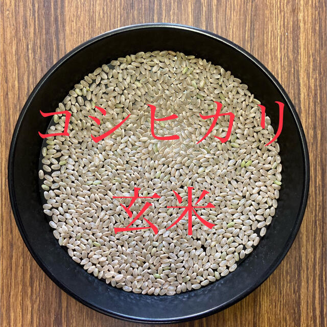 コシヒカリ7分づき　米/穀物