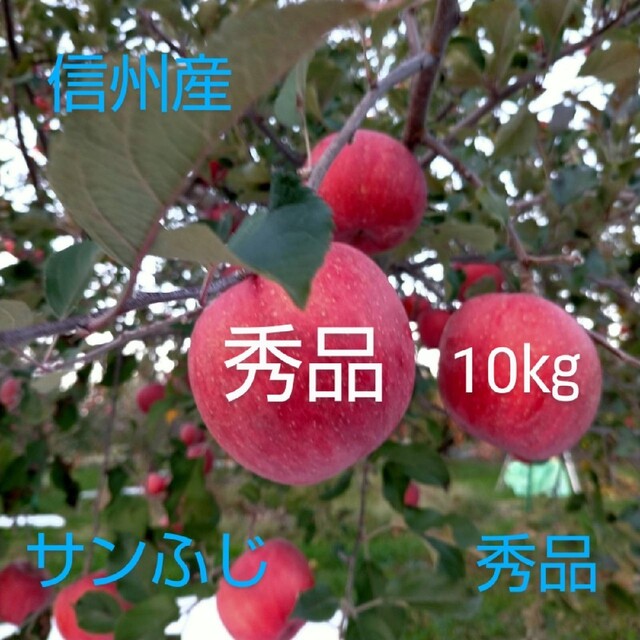信州産 りんご「サン ふじ 」(特秀品)10㎏以上