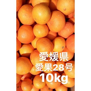 愛媛県　愛果28号　柑橘　10kg(フルーツ)
