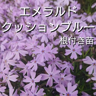【ネコポス】芝桜エメラルドクッションブルー根付きミニ苗１０本(その他)