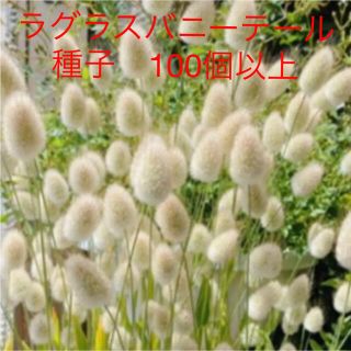 ラグラスバニーテール　種子　種　花の種(その他)