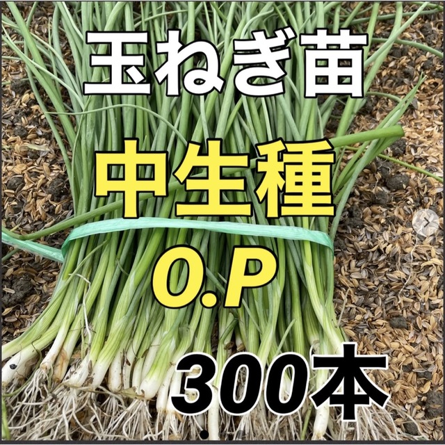 玉ねぎ苗　OP300本入 食品/飲料/酒の食品(野菜)の商品写真