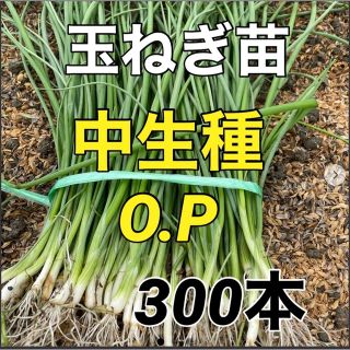 玉ねぎ苗　OP300本入(野菜)