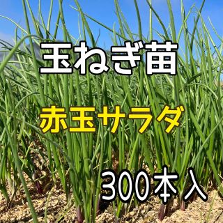 玉ねぎ苗　赤玉３００本入(野菜)