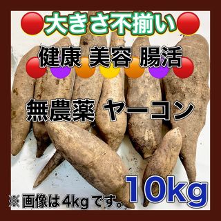 専用ページです  北海道産 訳あり ヤーコン 10kg お得 数量限定(野菜)