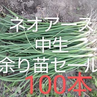 玉葱苗 ネオアース 2000本