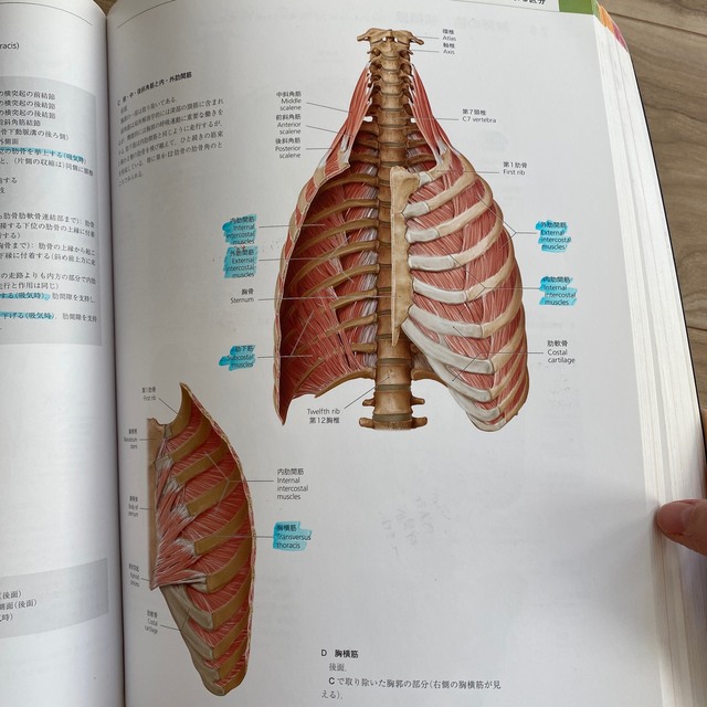 プロメテウス解剖学アトラス - 参考書 プロメテウス解剖学アトラス - 参考書