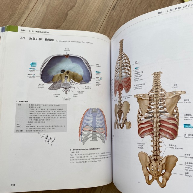 プロメテウス解剖学アトラス - 参考書 プロメテウス解剖学アトラス - 参考書
