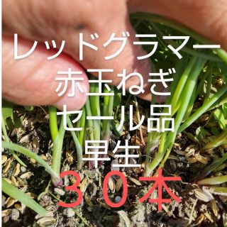 玉ねぎ レッドグラマー 早生 セール品  ３０本(野菜)