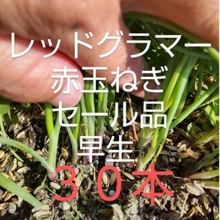 玉ねぎ苗 レッドグラマー 早生 セール品 ３０本(野菜)