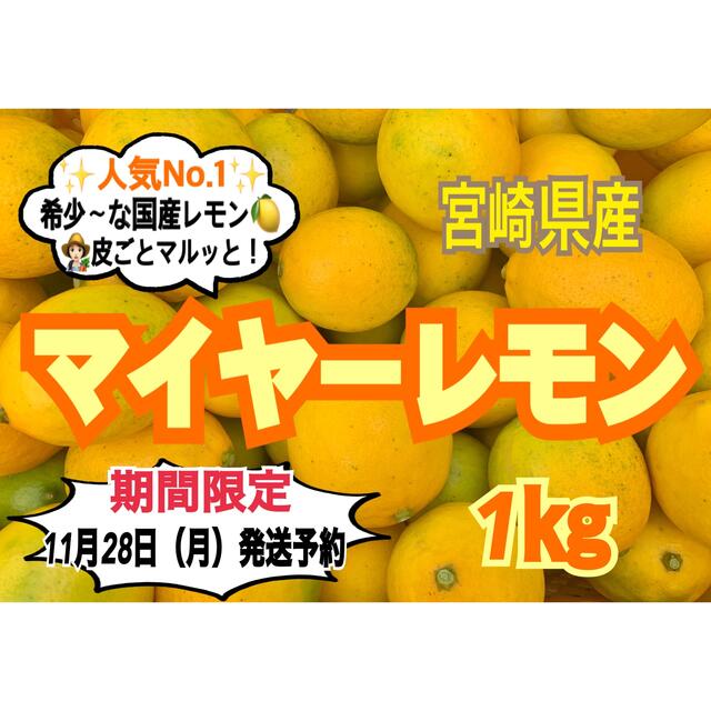 【期間限定❣️復活】マイヤーレモン1㎏/11月28日発送予定　国産レモン　レモン 食品/飲料/酒の食品(フルーツ)の商品写真