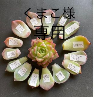 多肉植物　韓国苗　クィ-ンロ-ズ＆葉挿しセット(その他)