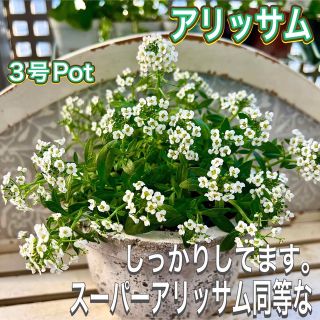 アリッサム　スーパーアリッサム並の枝っぷり　苗　白色　寄せ植え(その他)